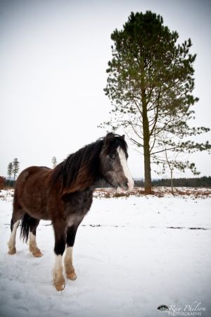 Brown Welsh Pony in Snow
