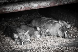 Lazy Warthogs