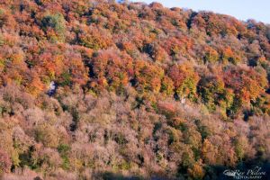 Wye Valley Autumn Tintern
