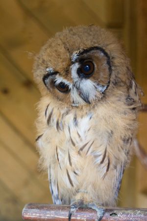 Baby Owl
